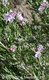Rosmarinus officinalis 'Roseum'